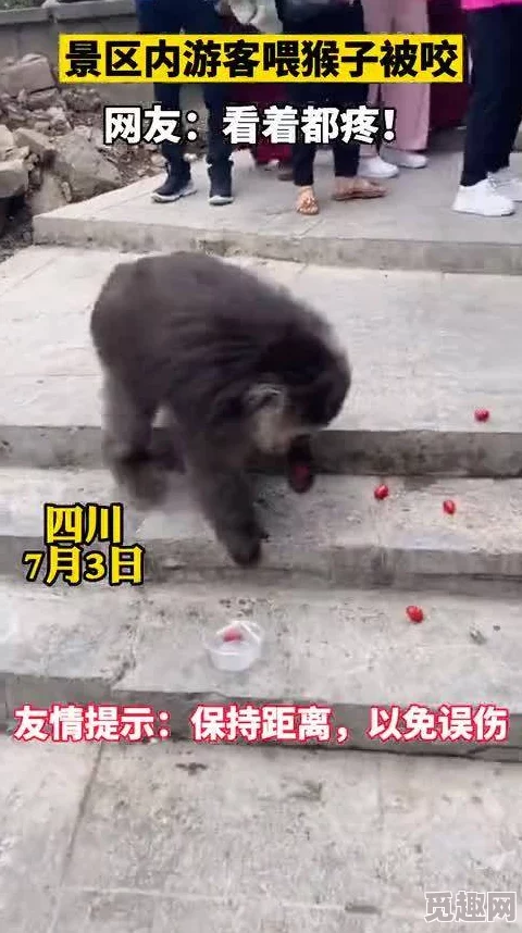 二人生猴子全程无被子真人，竟因一场意外引发网友热议，背后隐藏的故事让人惊讶不已！