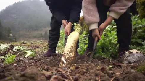 光腿拔萝卜，勇敢面对困难，努力向前