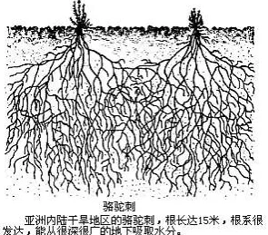 插的好深啊：近日，一项研究显示，植物根系的生长深度对土壤健康和水分保持能力有显著影响，引发广泛关注