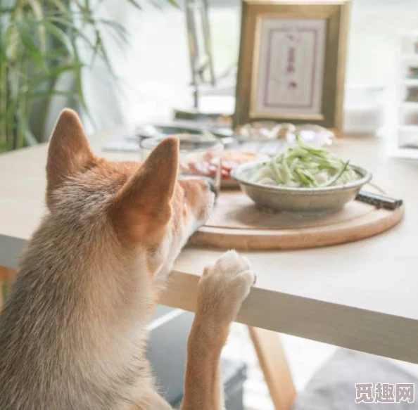 女孩子罪犯脚上涂蜂蜜放山羊，惊现奇特场景引发围观，网友热议背后真相！