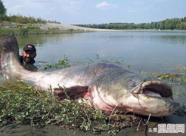 地铁逃生揭秘：水怪与大鲶鱼，谁才是真正的霸主？